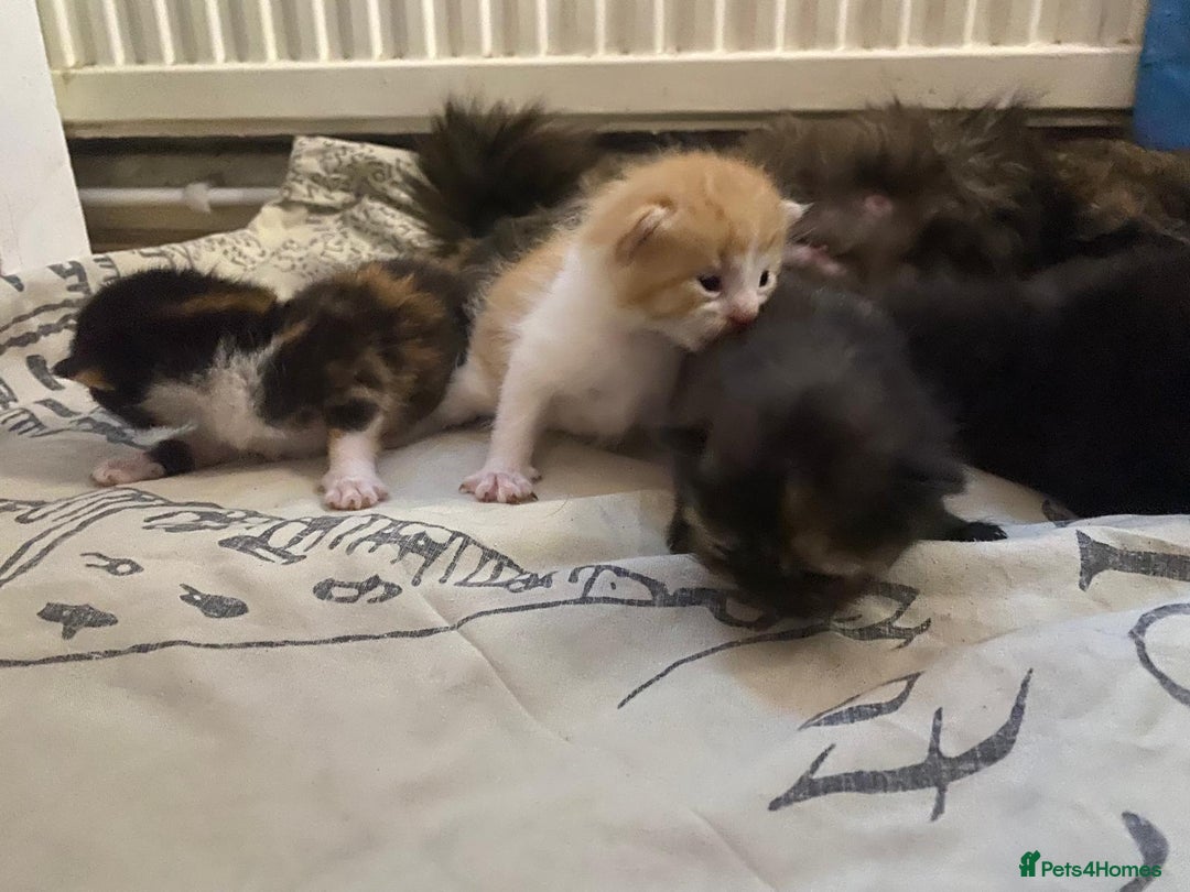 Mixed Breed cats for sale: Kittens for sale  - Image 5