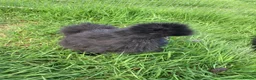 Chickens poultry for sale: Chickens various breeds - Advert 4