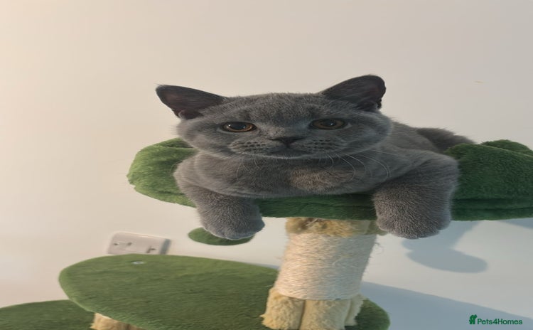 British Shorthair cats in Braintree - Advert 11