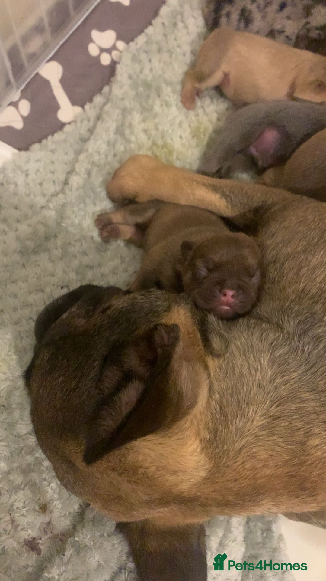 French Bulldog dogs for sale: Gorgeous fluffy frenchie female - Advert 3