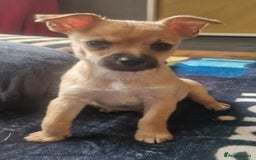 Chihuahua dogs for sale: Beautiful little boy  - Image 1