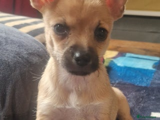 Chihuahua dogs - Advert 1