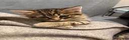 Mixed Breed cats for sale: 3 Gorgeous Tabby Boys available - Advert 14