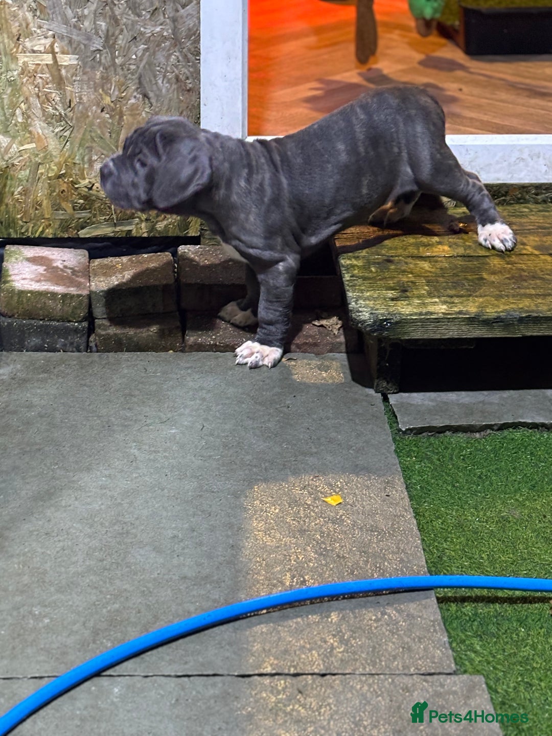Mixed Breed dogs for sale: Hybrid mastiffs - Advert 6
