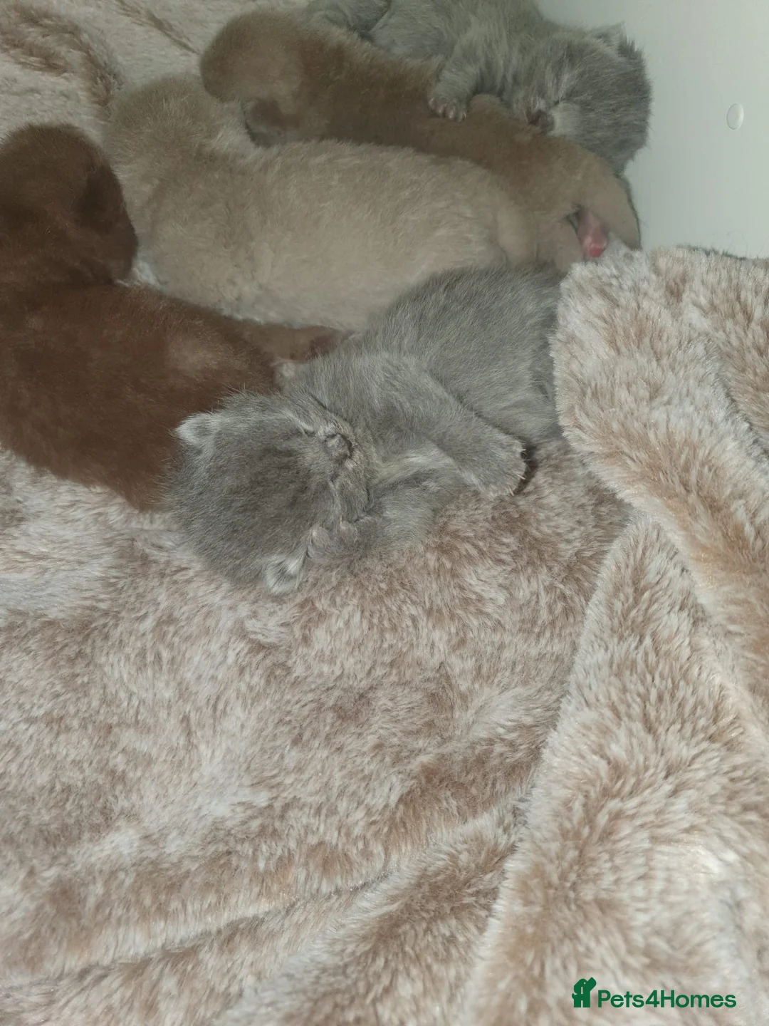 British Shorthair cats for stud: Chocolate British shorthair GCCF Active in London - Advert 16