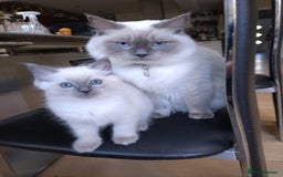 Ragdoll cats for sale: Blue point purebred ragdoll girl  - Image 16