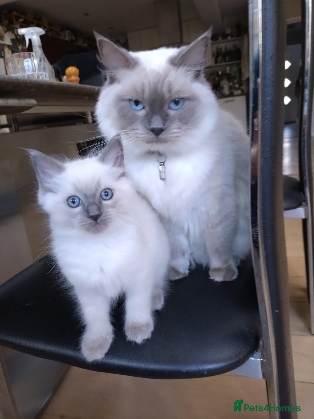 Ragdoll cats for sale: Blue point purebred ragdoll girl  - Image 16