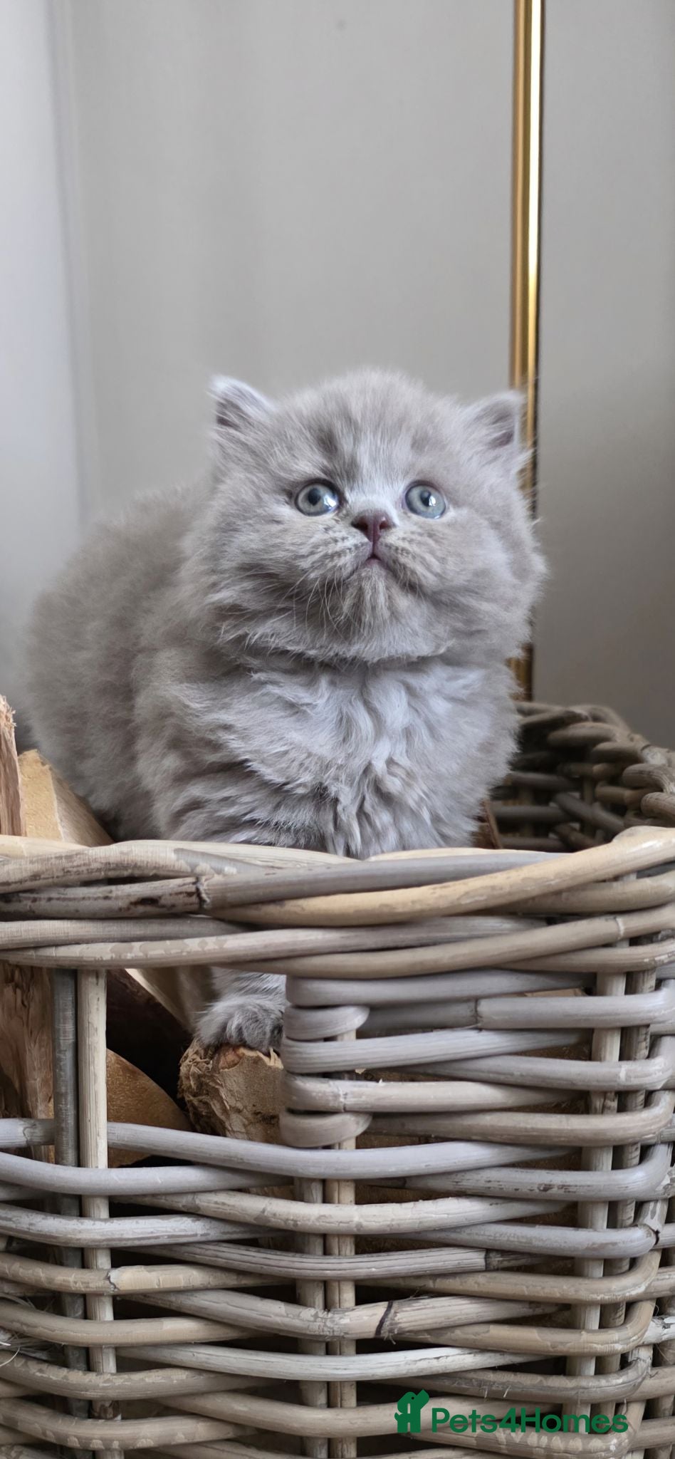 British Longhair cats Exceptional quality GCCF British Longhair  - Advert 1