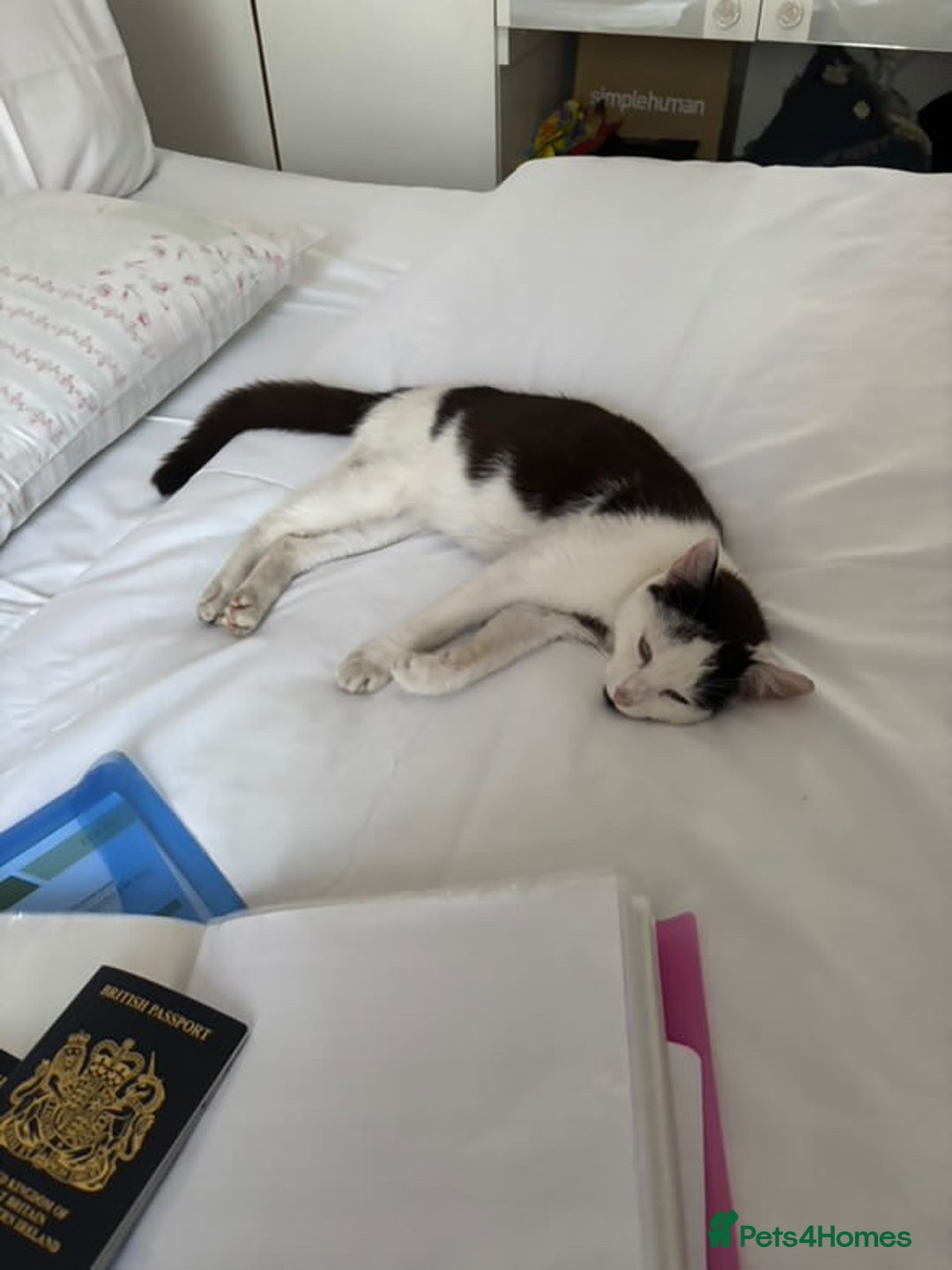 Domestic Shorthair cats for sale: URGANT rehoming  - Image 1