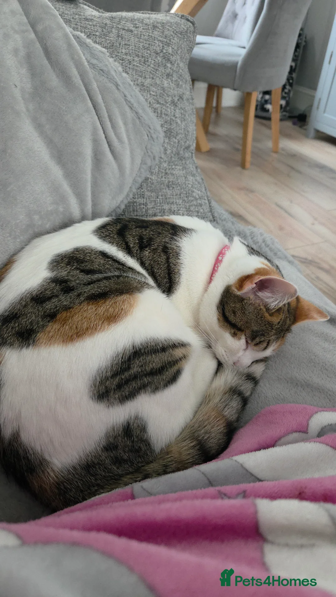 Mixed Breed cats for sale: 1 Year Old Girl - Advert 4