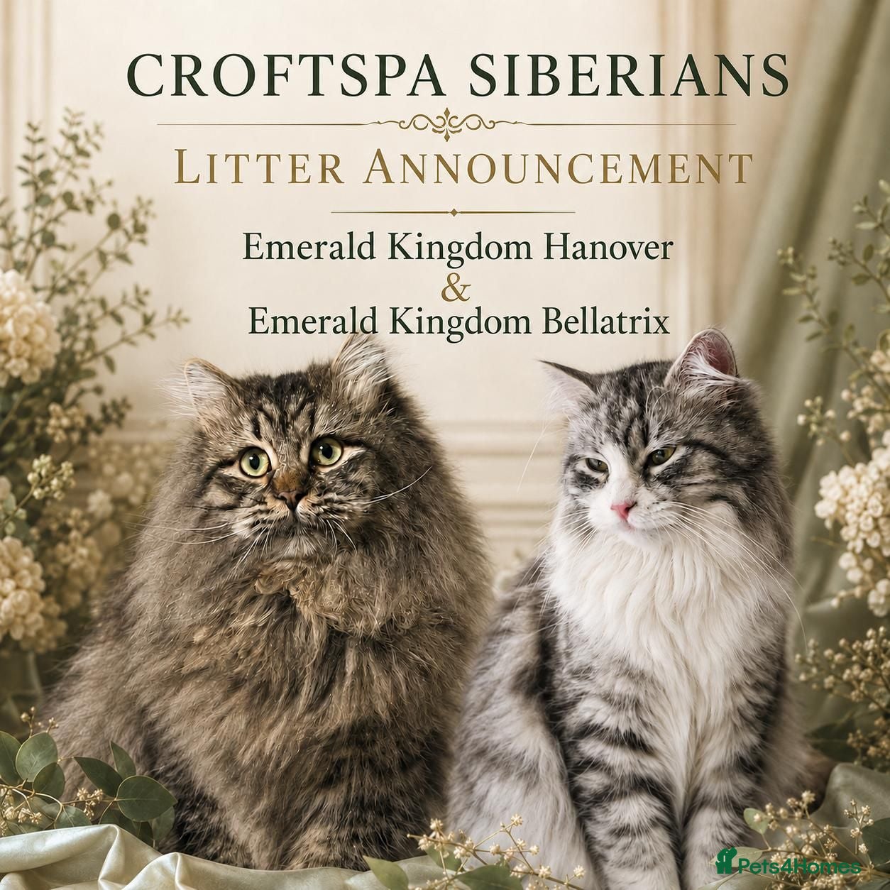 Siberian cats TICA Registered Pedigree Siberian kittens - Advert 1
