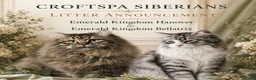 Siberian cats for sale: TICA Registered Pedigree Siberian kittens - Advert 1