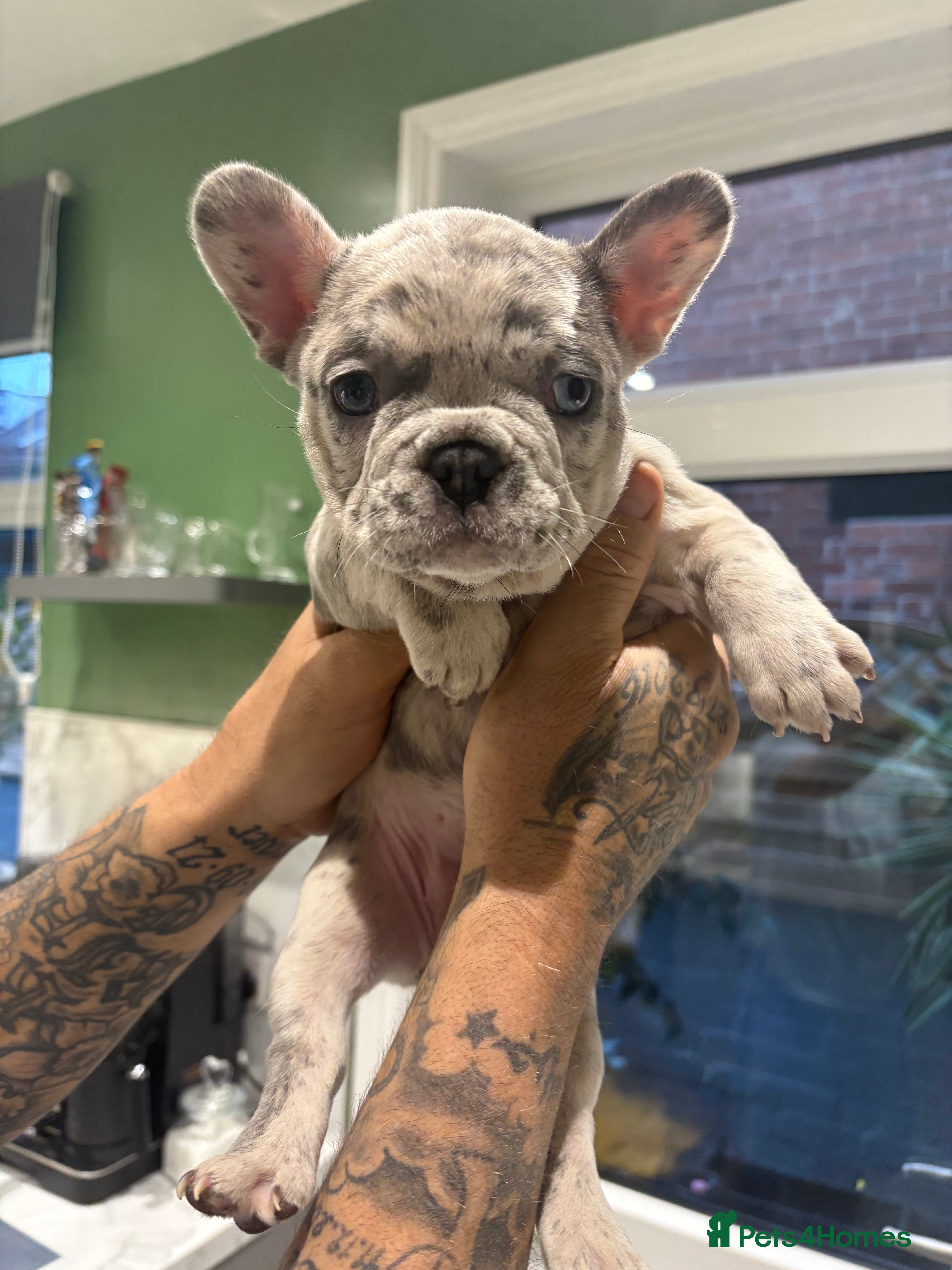 French Bulldog dogs French bulldog puppies  - Advert 2