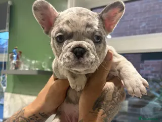 French Bulldog dogs French bulldog puppies - Advert 14