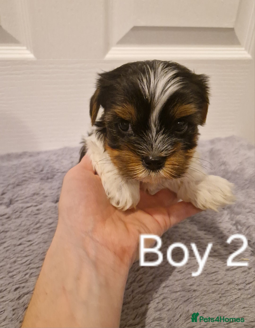 Biewer Terrier dogs for sale: Last Yorkshire Biewer Terrier Puppy Ready To Go! - Advert 7