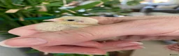 Quail poultry for sale: Button Quail Pure Silver CPQ hatching Eggs  - Advert 3