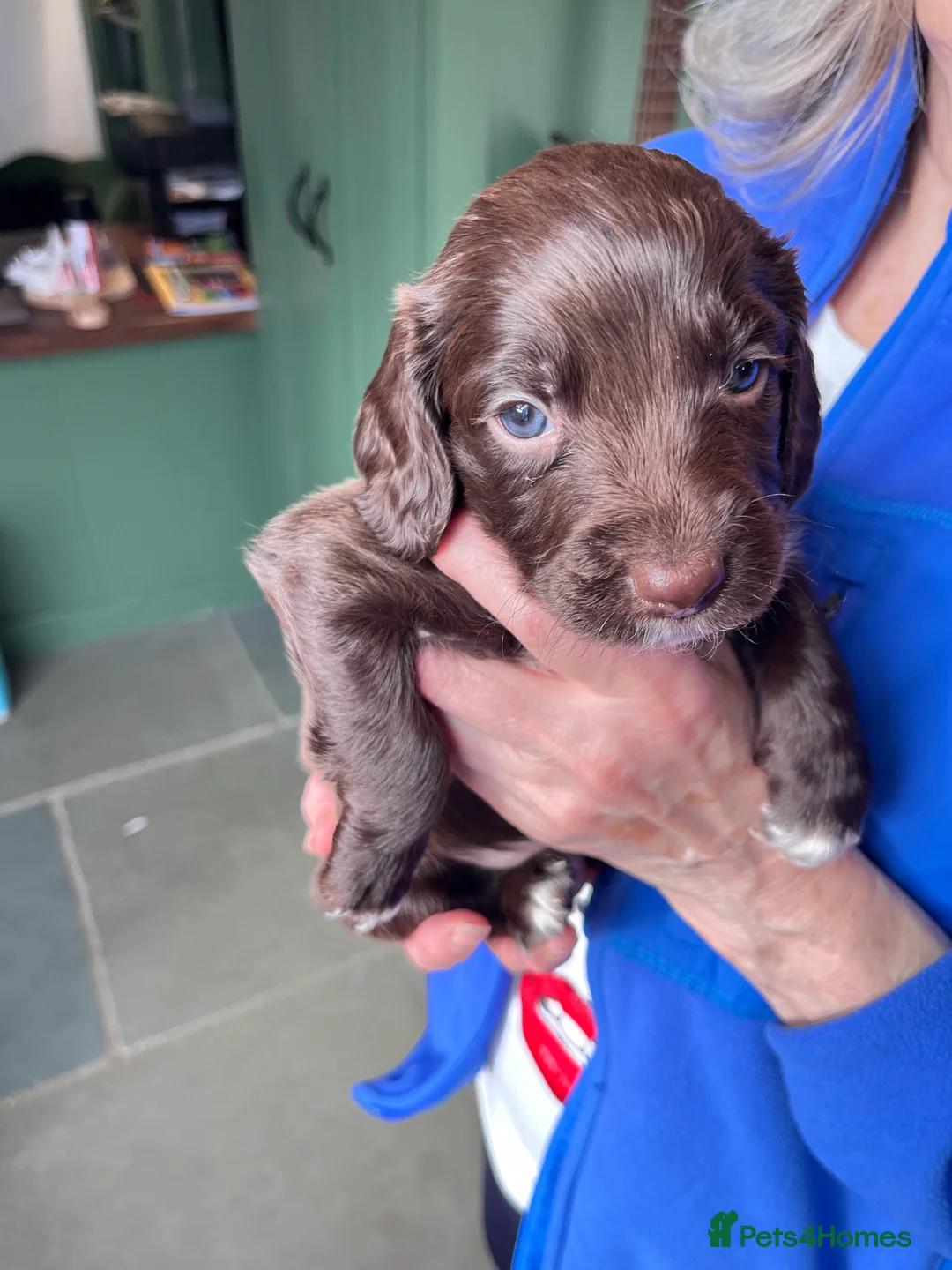 Mixed Breed dogs for sale: Mixed breed cocka pups - Advert 7