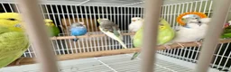 Budgerigars birds for sale: Mixed variety of Budgies For Sale - Advert 8