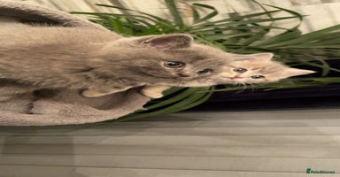 British Shorthair cats - Advert 8