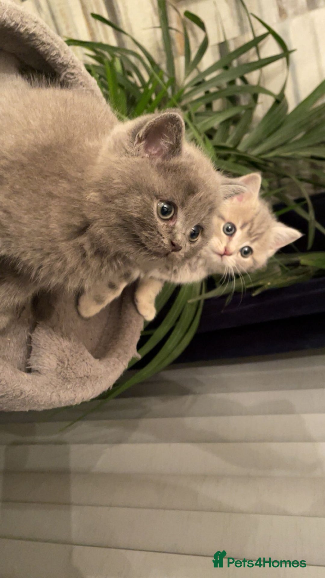 British Shorthair cats for sale: ❤️ British Shorthair Kittens   💙  - Image 3