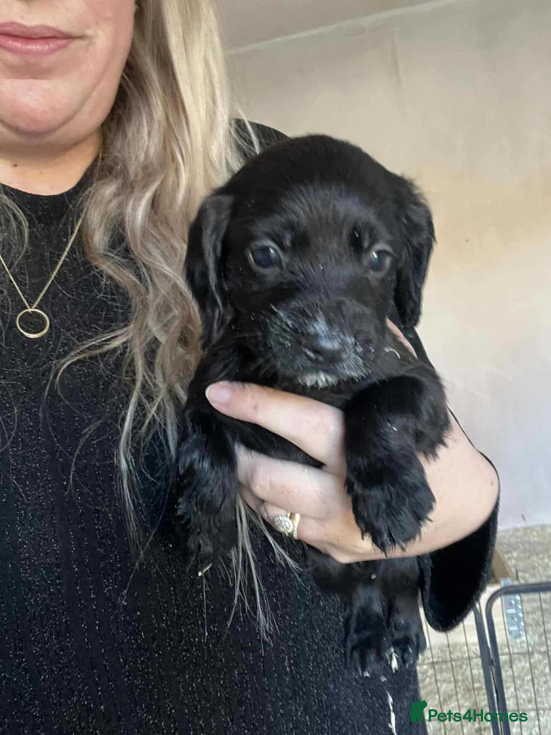 Cocker Spaniel dogs for sale: FTCH MALLOWDALE QUAD x HEATHCROFT KITTY FTCH - Image 3