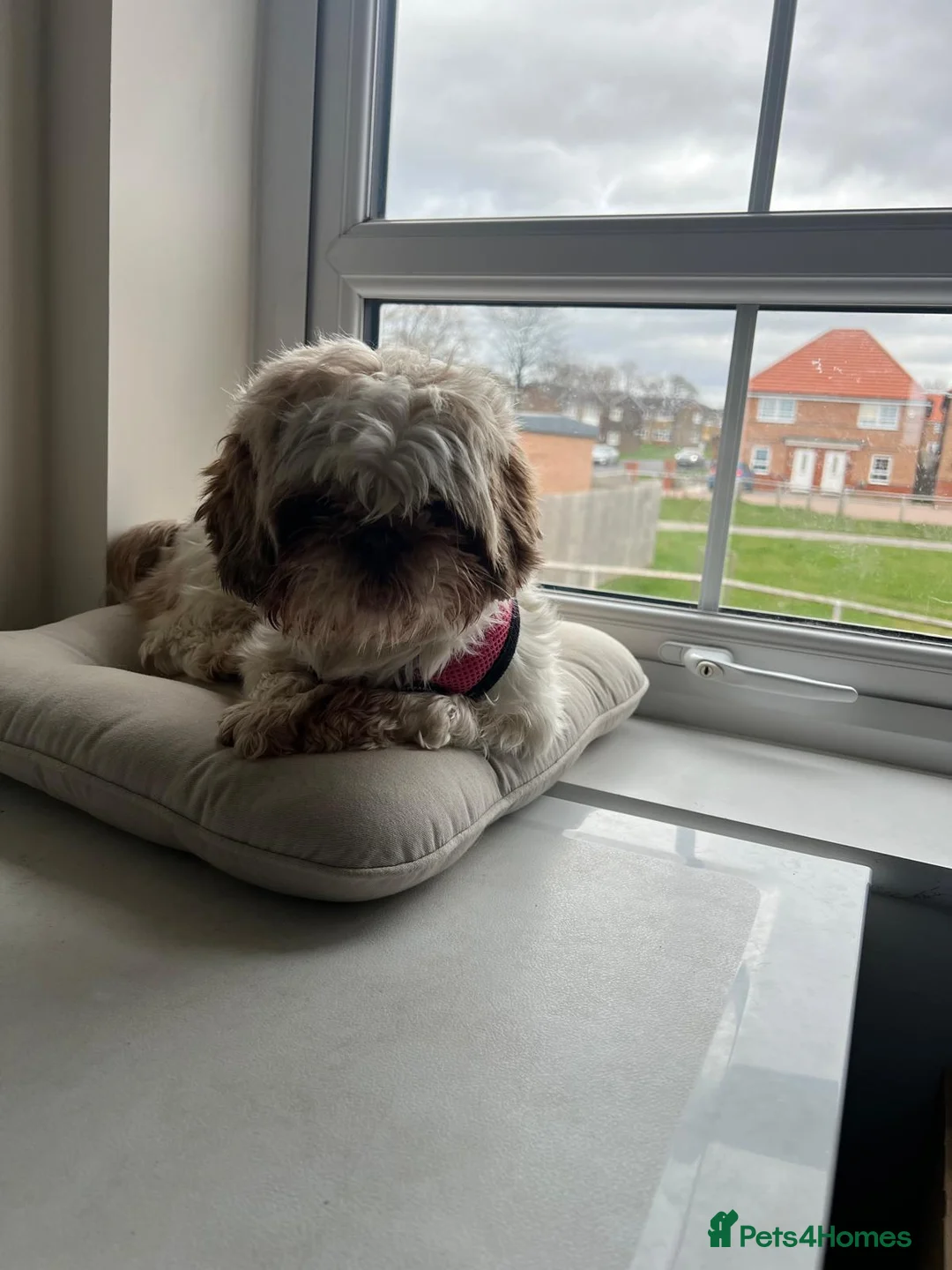 Shih Tzu dogs for sale: Pedigree Shih Tzu- Negotiable for right owner  - Advert 2