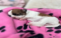 Lhasa Apso dogs for sale: Beautiful Lhasa apso puppies 🐶  - Image 11