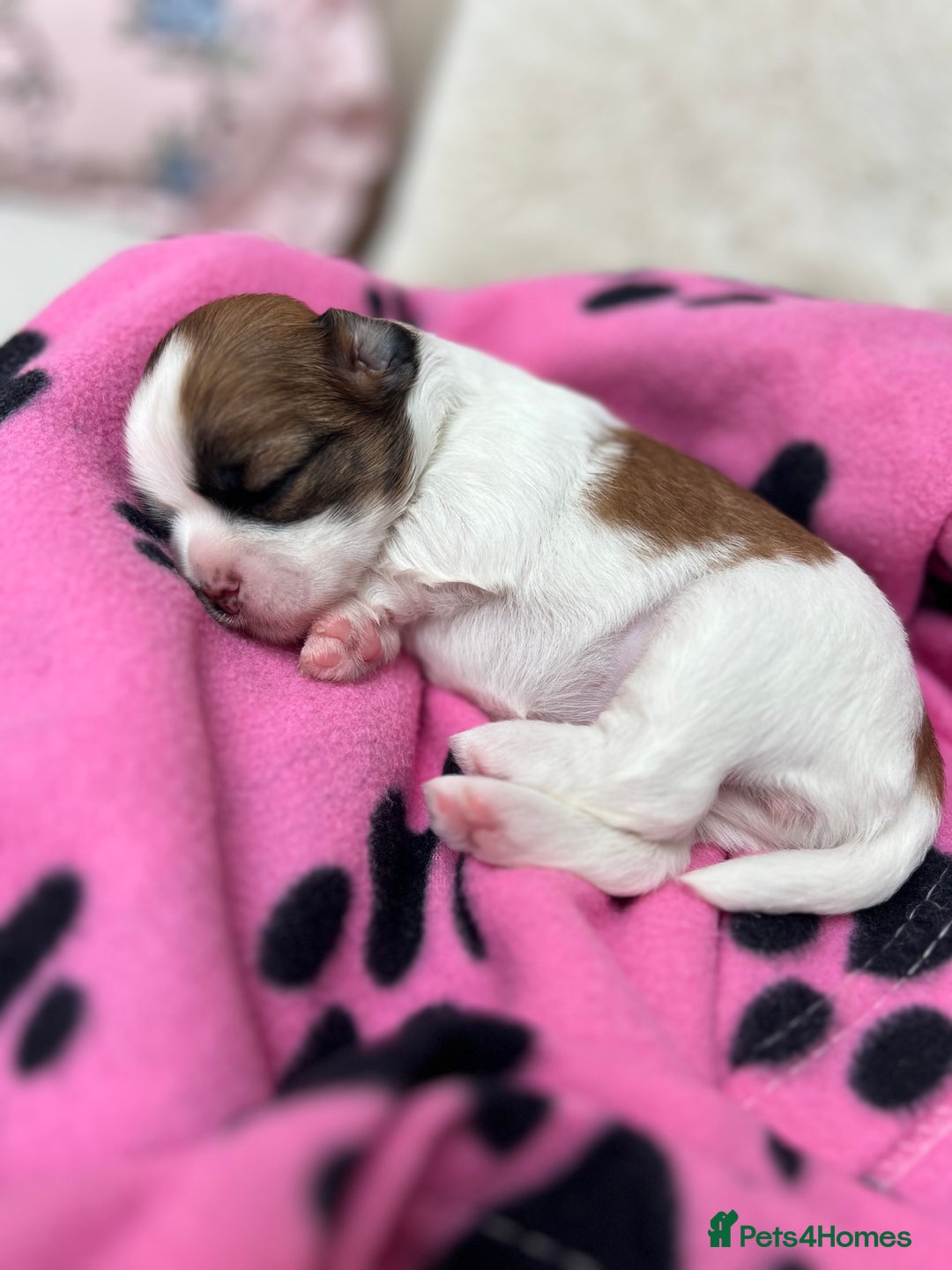 Lhasa Apso dogs for sale: Beautiful Lhasa apso puppies 🐶  - Image 11