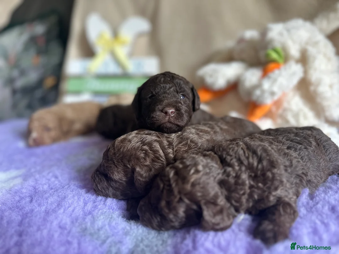 Labradoodle dogs for sale: 🐣Outstanding F1B Labradoodles 🐣 in Nottingham - Advert 1