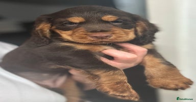 Cocker Spaniel dogs - Advert 3