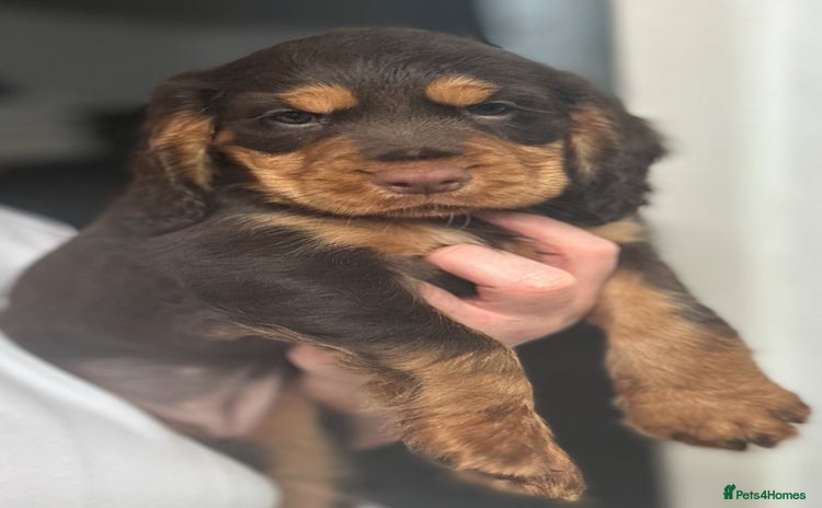 Cocker Spaniel dogs - Advert 13