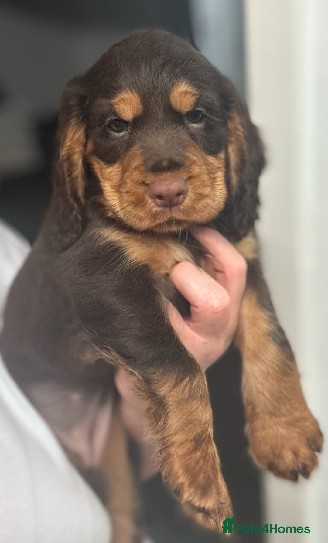 Cocker Spaniel dogs for sale: Five star rating Cocker spaniel puppies ⭐️⭐️⭐️⭐️⭐️ - Image 2