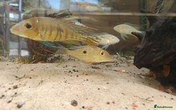 Cichlids fish for sale: Geophagus  & ALBINO HECKELII + MORE - Image 3