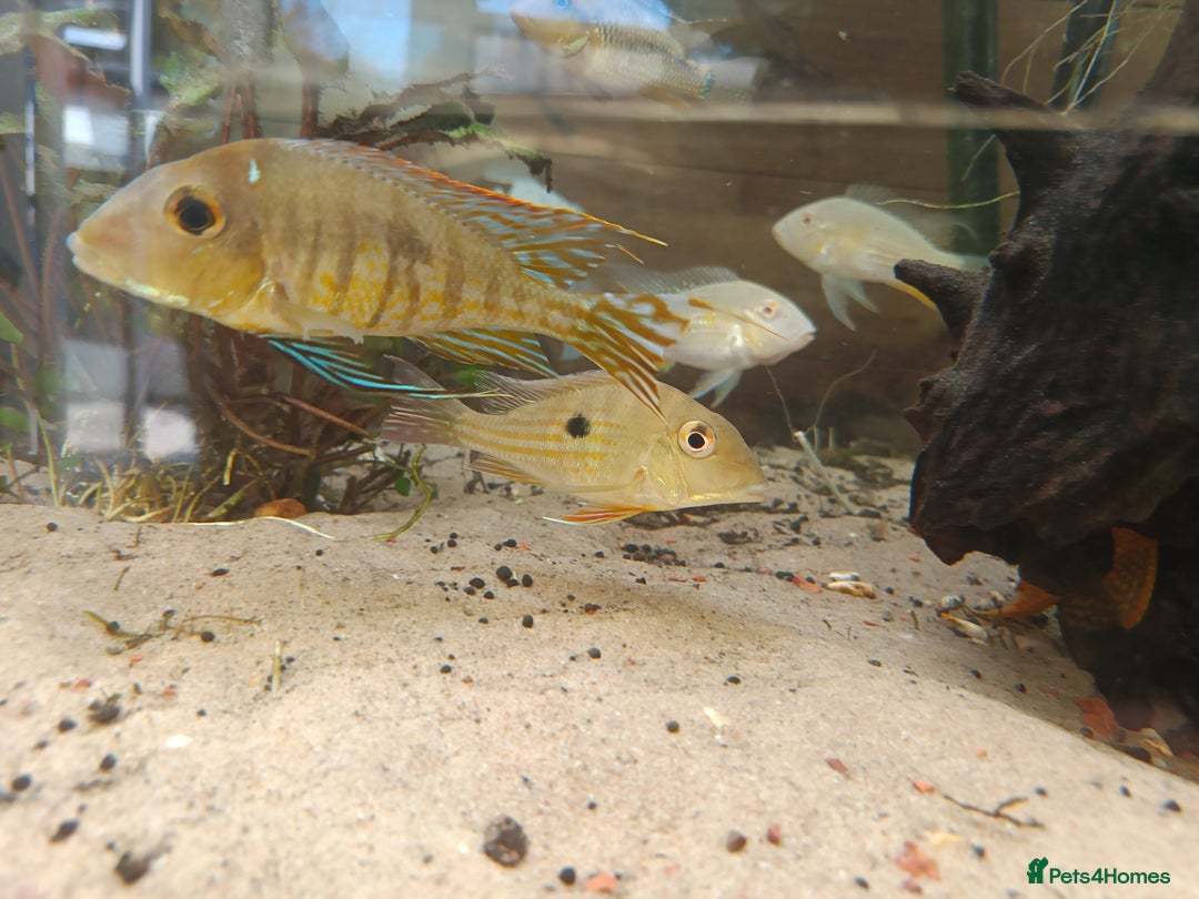 Cichlids fish for sale: Geophagus  & ALBINO HECKELII + MORE - Image 3