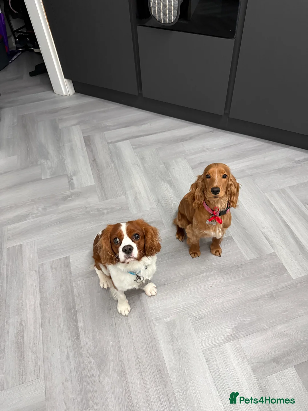 Cockalier dogs for sale: Cockalier Girl Puppies – Ready April in Chorley - Advert 12