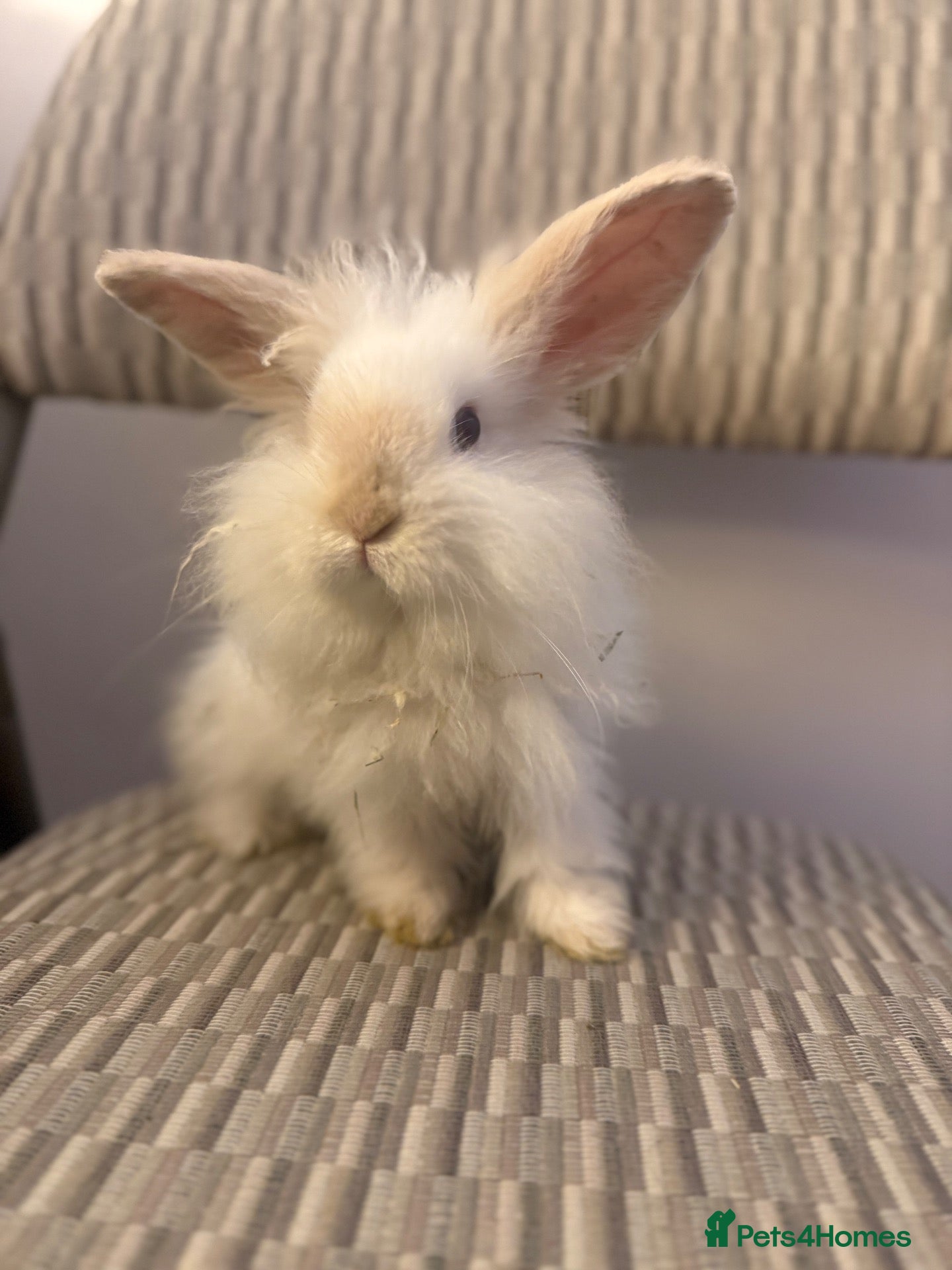 Mixed Breed rabbits Beautiful Teddywidder Rabbits – Loving Homes - Advert 17