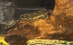 Plecos fish for sale: L333 Gurupa Rare! 9 adults.  - Image 13