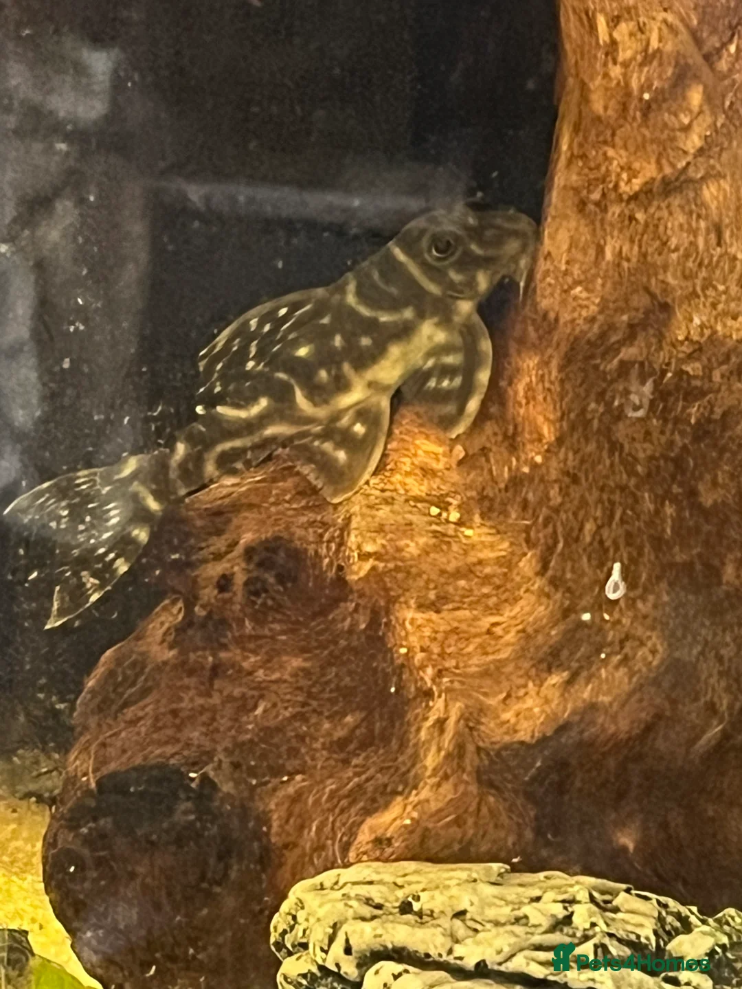 Plecos fish for sale: L333 Gurupa Rare! 9 adults. Pairs also available.  - Advert 12
