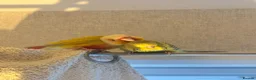Conures birds for sale: Suncheek conure  in Hartlepool - Advert 2