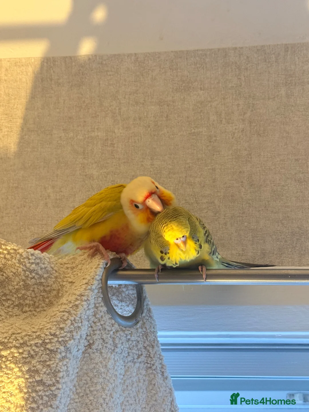 Conures birds for sale: Suncheek conure  in Hartlepool - Advert 2
