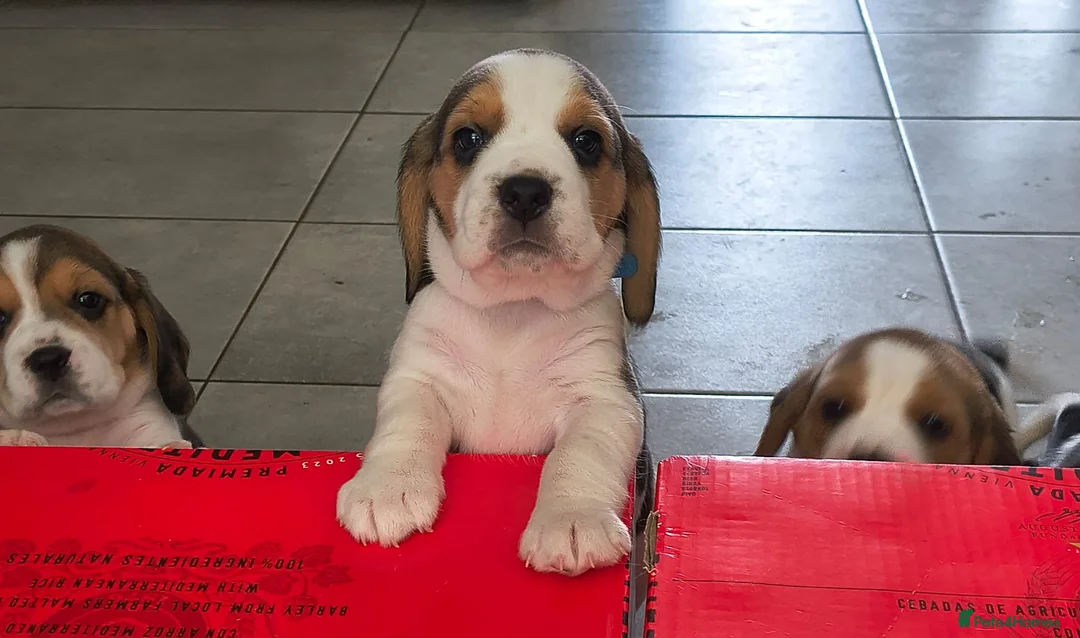 Beagle dogs for sale: Bundles of Beagle Joy Looking for Forever Homes in Epsom - Advert 1