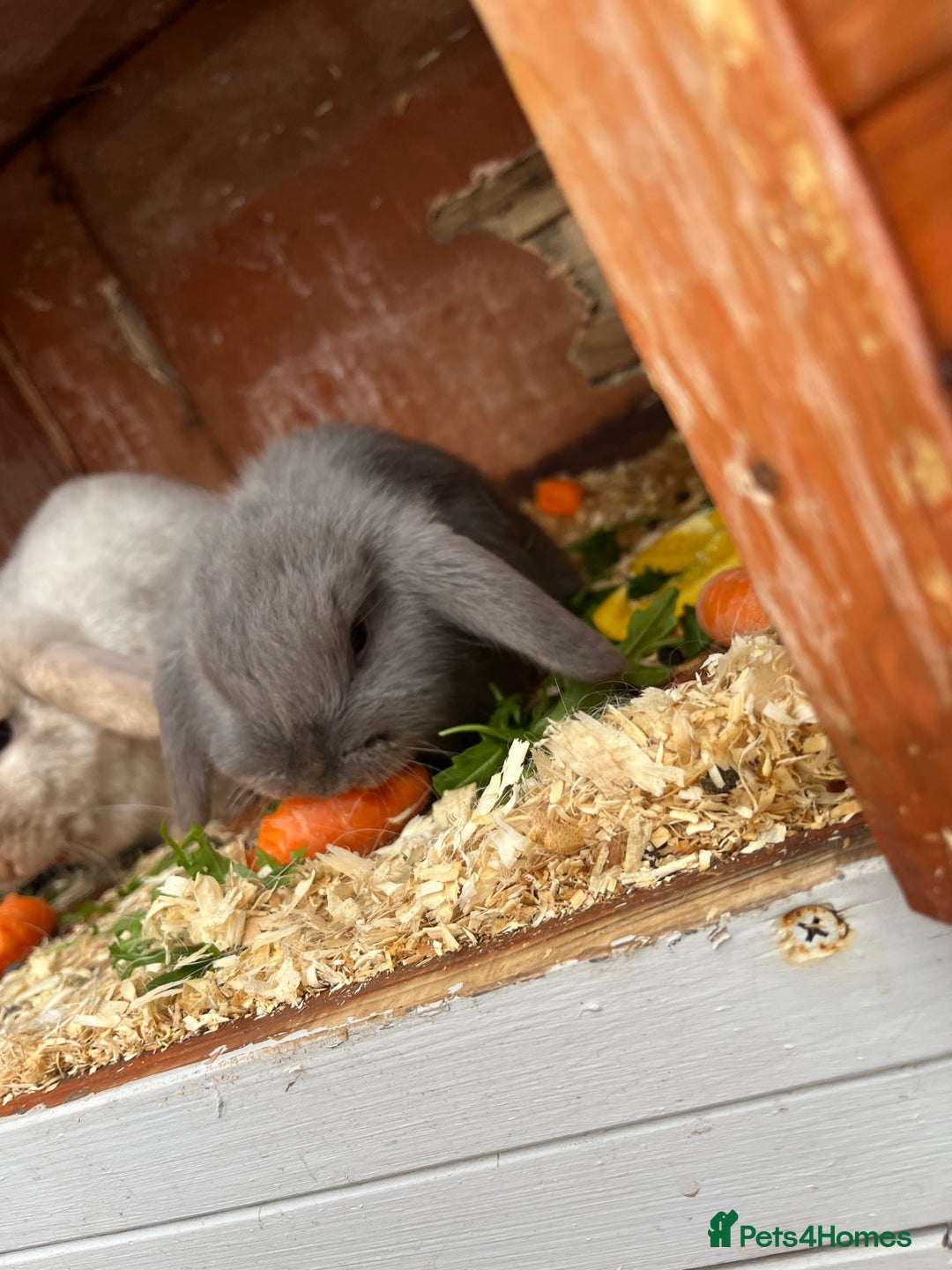 Mini Lop rabbits for sale: Mini lops for sale  - Advert 6