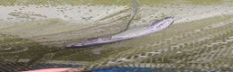 Catfish fish for sale: Wells catfish in Attleborough - Advert 1
