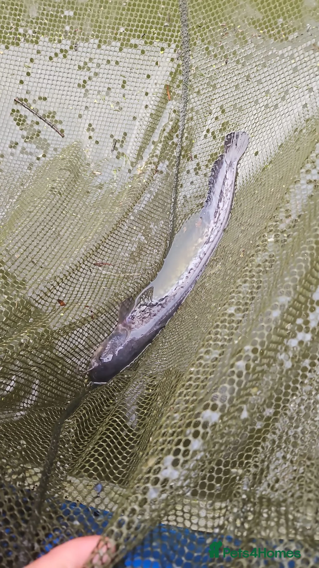 Catfish fish for sale: Wells catfish in Attleborough - Advert 1