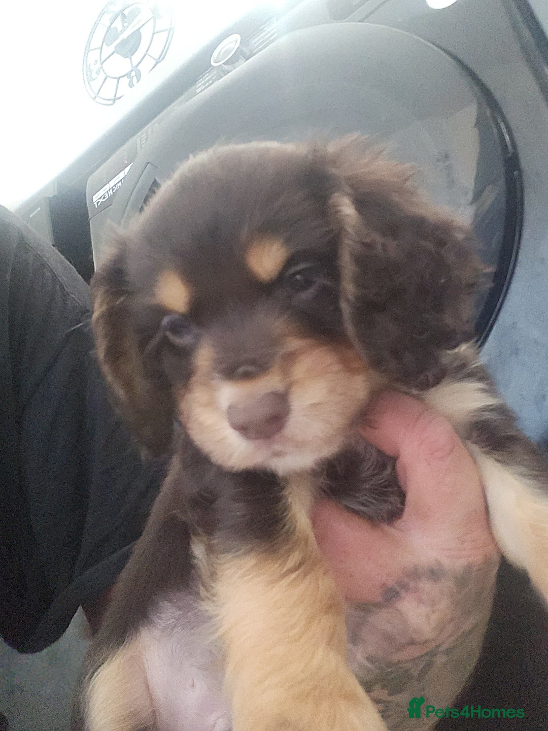 Cocker Spaniel dogs for sale: 3 kc reg working cocker spaniels avaliable  - Image 18