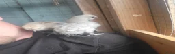 Chickens poultry for sale: 2 serama roosters  in Grimsby - Advert 8