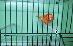 Canaries birds for sale: Canaries  - Image 26