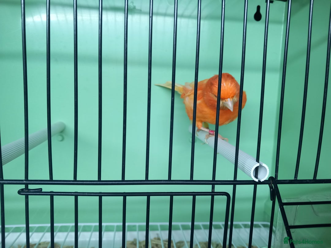 Canaries birds for sale: Canaries  - Image 26