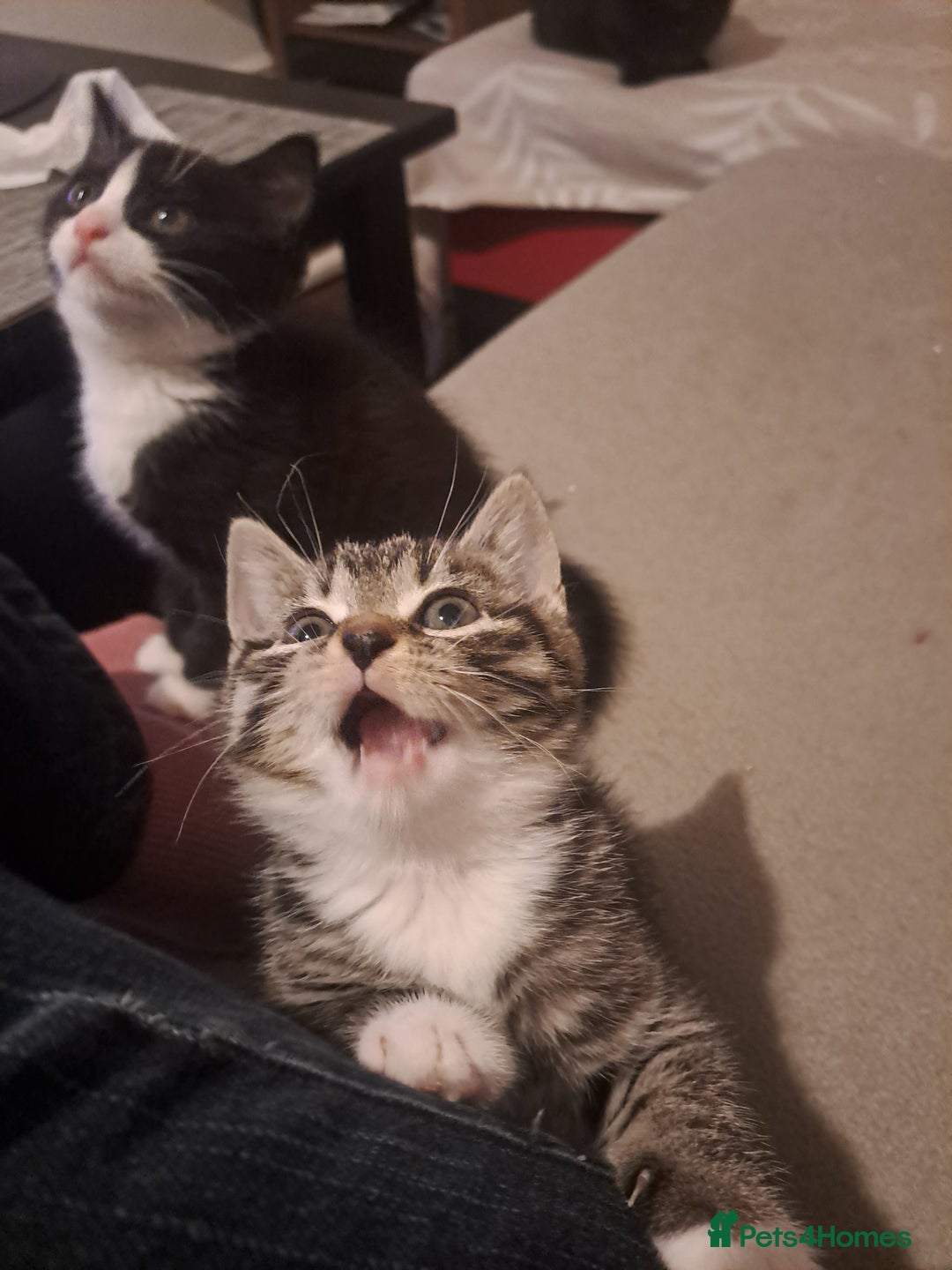 Mixed Breed cats for sale: Gorgeous kittens looking for their forever home.  - Advert 7