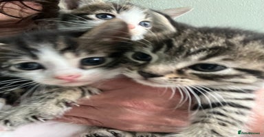 Mixed Breed cats - Advert 10